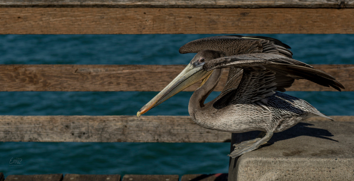 Flexing Pelican