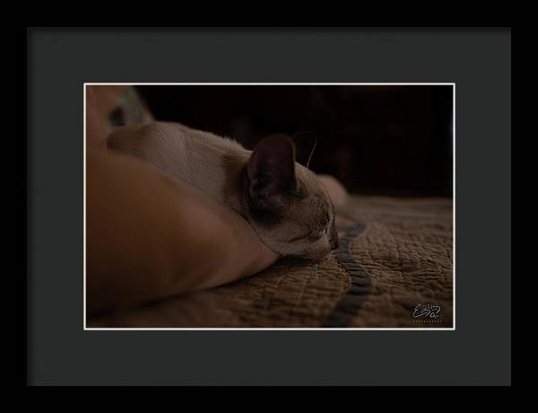 Cat Nap Closeup - Framed Print