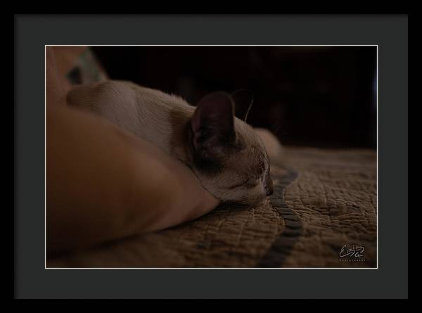 Cat Nap Closeup - Framed Print