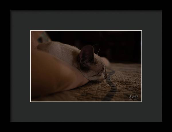 Cat Nap Closeup - Framed Print