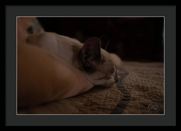 Cat Nap Closeup - Framed Print
