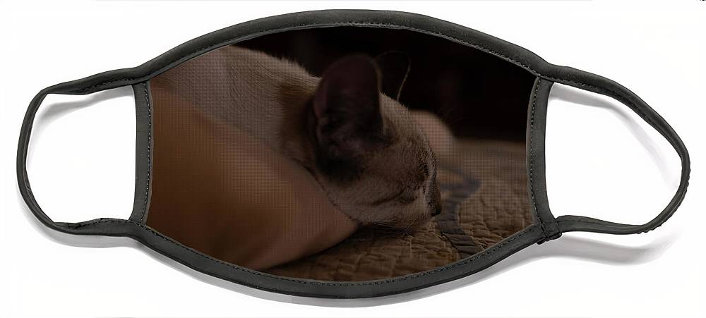 Cat Nap Closeup - Face Mask