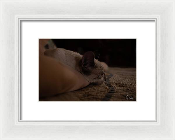 Cat Nap Closeup - Framed Print