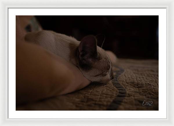 Cat Nap Closeup - Framed Print