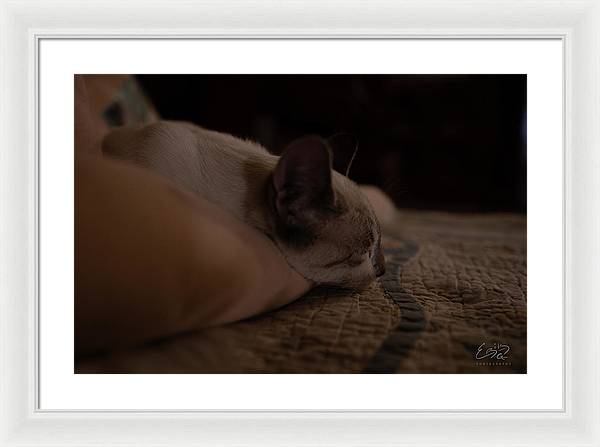 Cat Nap Closeup - Framed Print