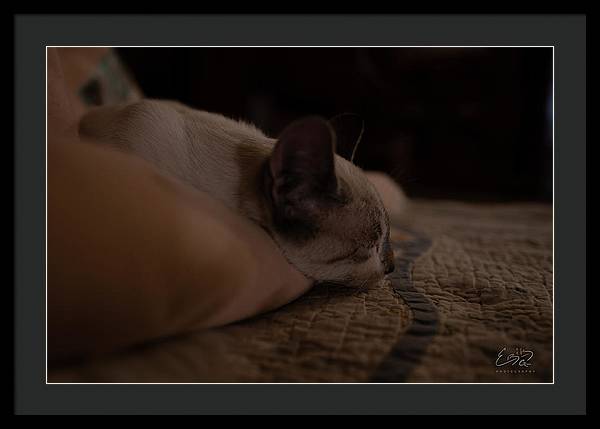 Cat Nap Closeup - Framed Print