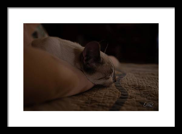 Cat Nap Closeup - Framed Print