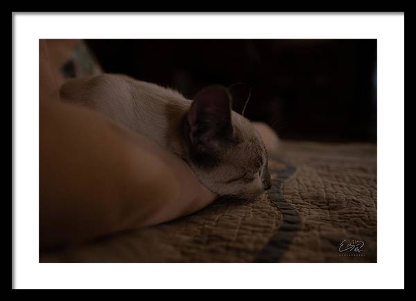 Cat Nap Closeup - Framed Print