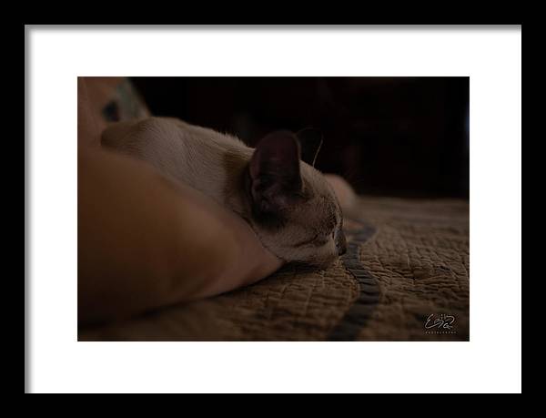 Cat Nap Closeup - Framed Print