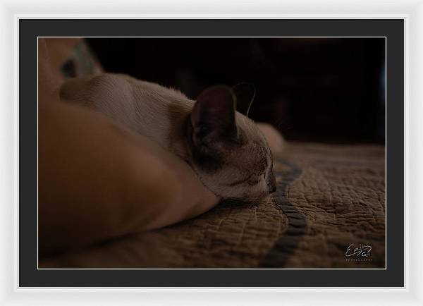 Cat Nap Closeup - Framed Print