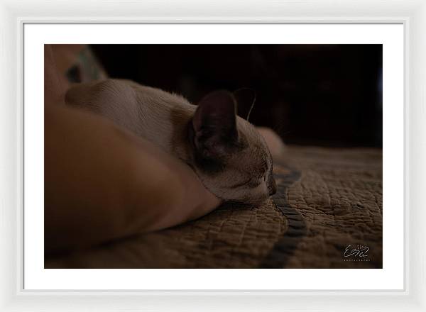 Cat Nap Closeup - Framed Print