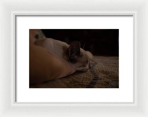 Cat Nap Closeup - Framed Print