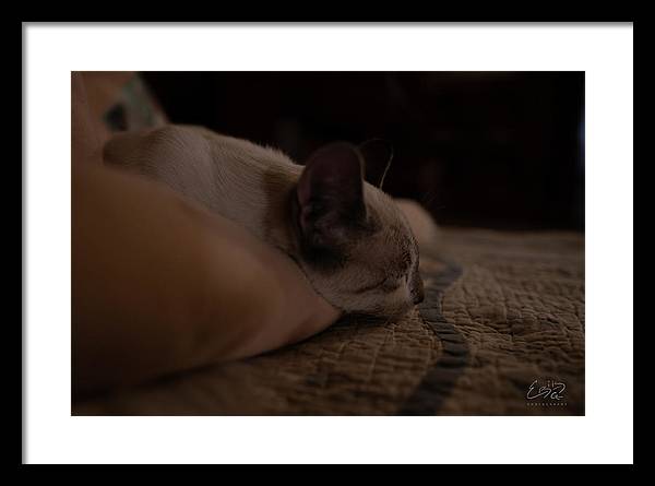 Cat Nap Closeup - Framed Print