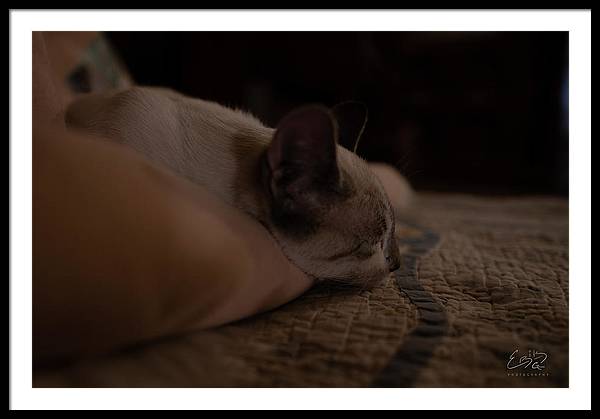 Cat Nap Closeup - Framed Print