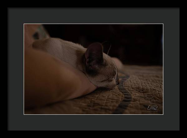 Cat Nap Closeup - Framed Print