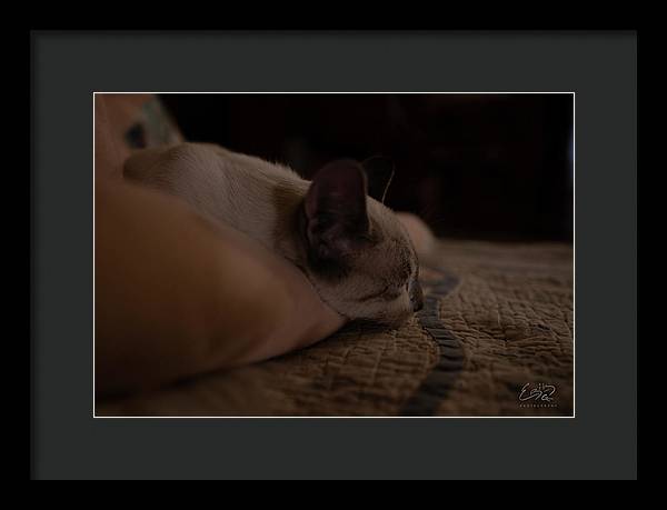 Cat Nap Closeup - Framed Print