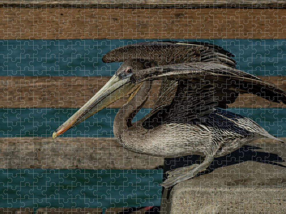 Flexing Pelican - Puzzle