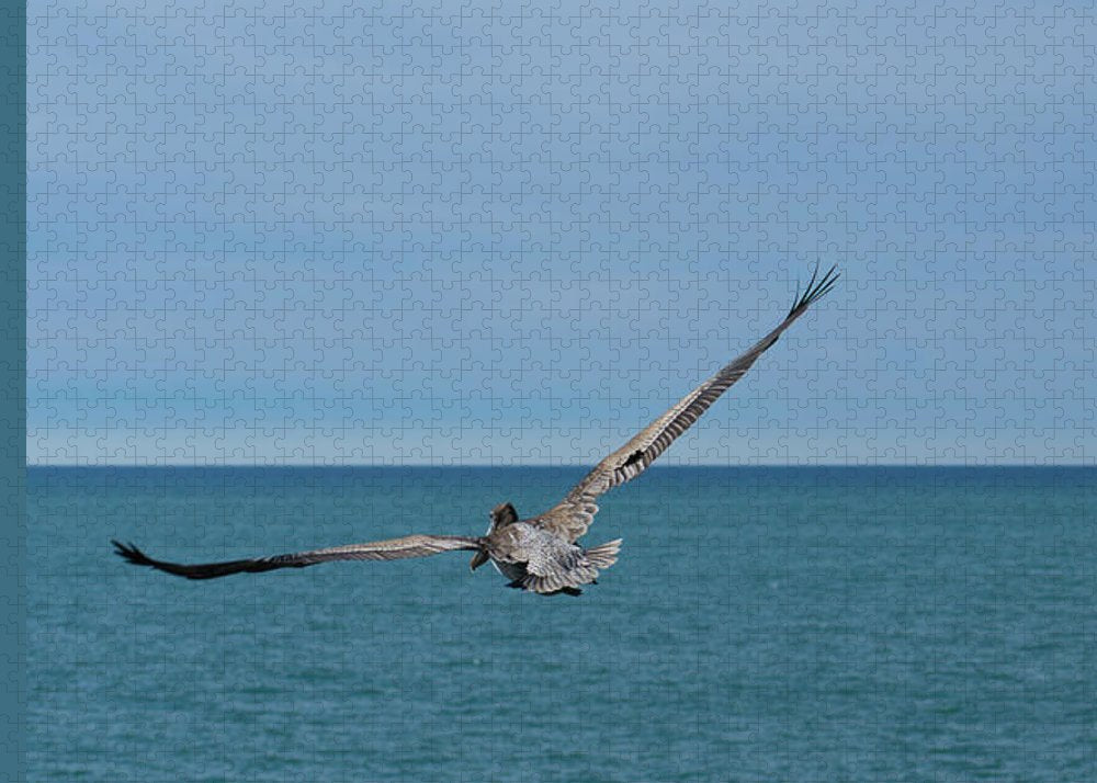 Flying Pelican - Puzzle