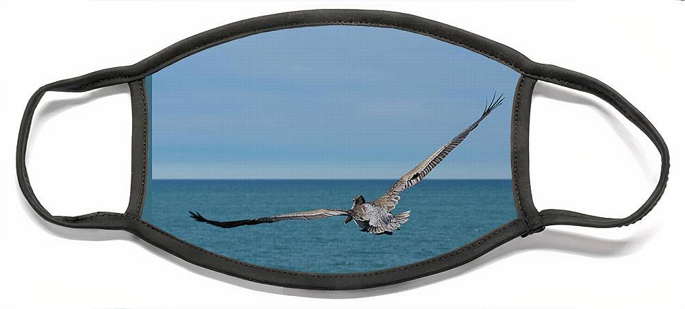 Flying Pelican - Face Mask