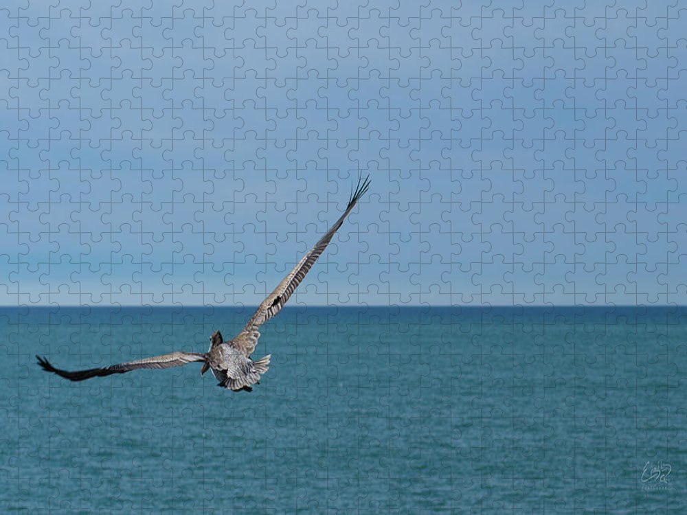 Flying Pelican - Puzzle