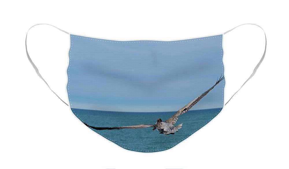 Flying Pelican - Face Mask