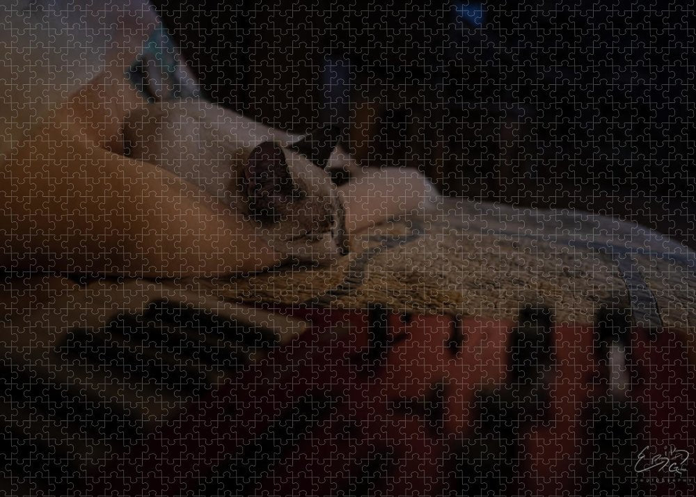 The Cat and the Keyboard - Puzzle