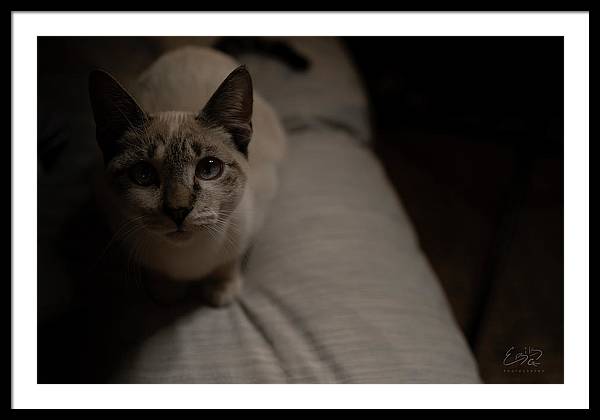 Wanna Play? - Framed Print