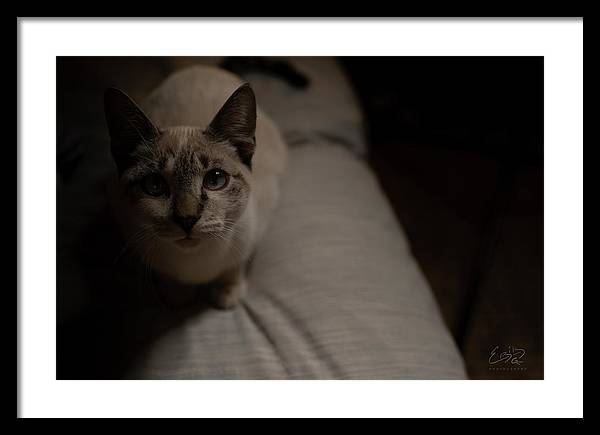 Wanna Play? - Framed Print