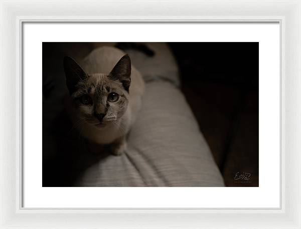 Wanna Play? - Framed Print