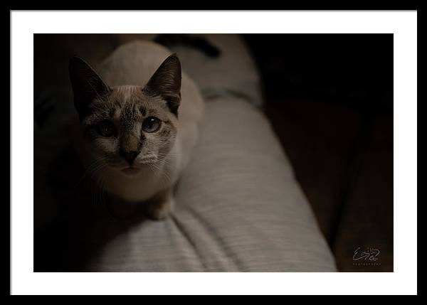 Wanna Play? - Framed Print