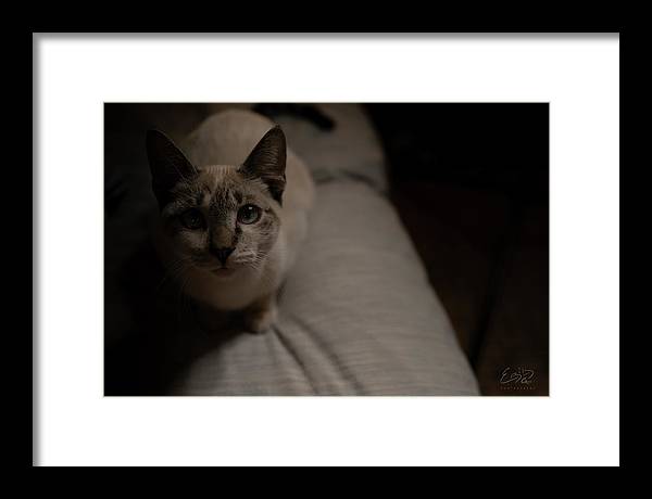 Wanna Play? - Framed Print