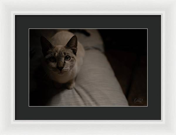 Wanna Play? - Framed Print