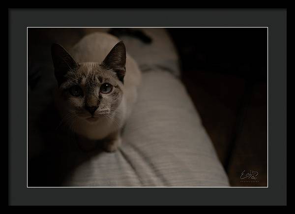 Wanna Play? - Framed Print