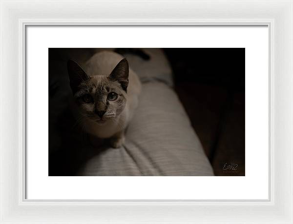 Wanna Play? - Framed Print