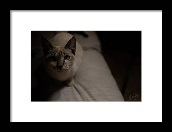 Wanna Play? - Framed Print