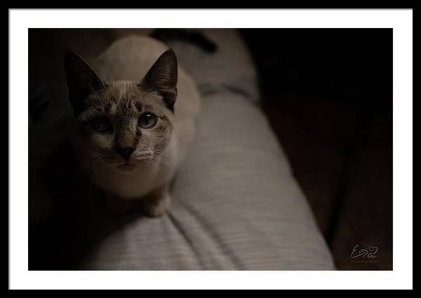 Wanna Play? - Framed Print