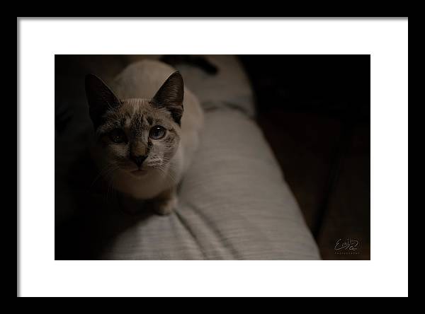 Wanna Play? - Framed Print
