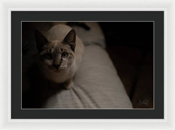 Wanna Play? - Framed Print