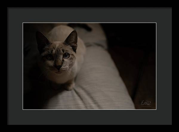 Wanna Play? - Framed Print