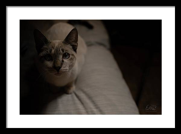 Wanna Play? - Framed Print