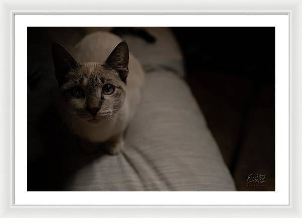 Wanna Play? - Framed Print