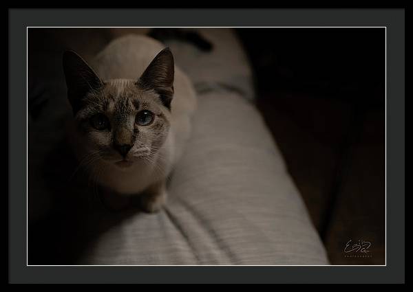 Wanna Play? - Framed Print