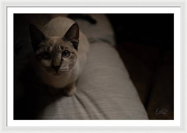 Wanna Play? - Framed Print