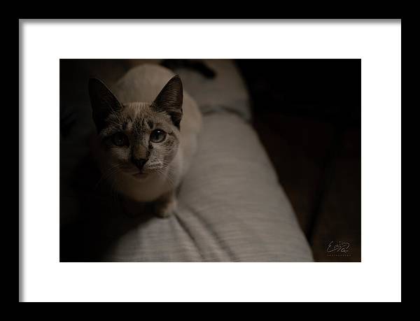 Wanna Play? - Framed Print