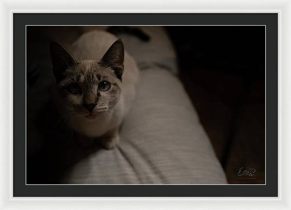 Wanna Play? - Framed Print