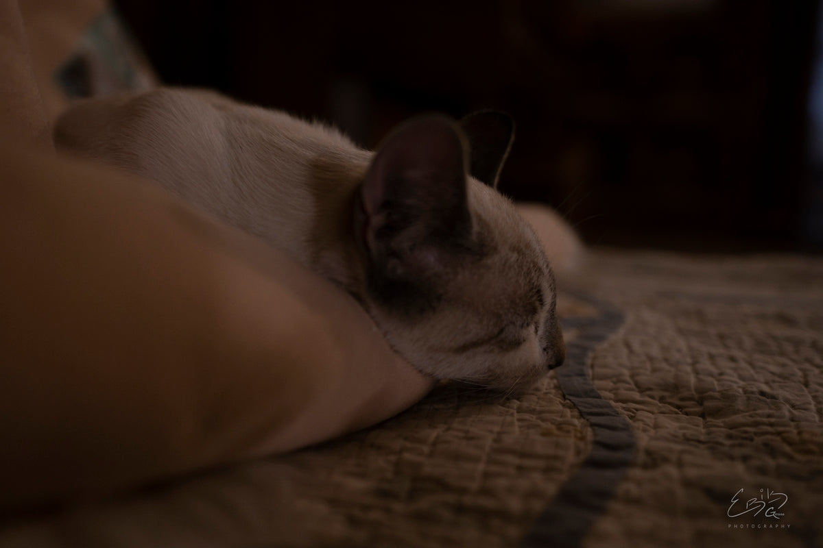 Cat Nap