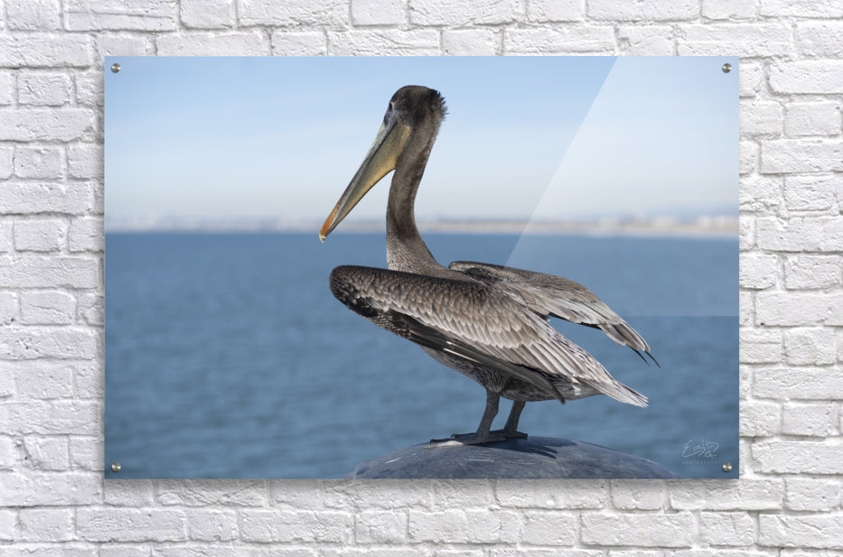 Acrylic Print