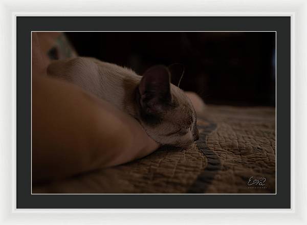 Cat Nap Closeup - Framed Print