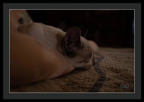 Cat Nap Closeup - Framed Print