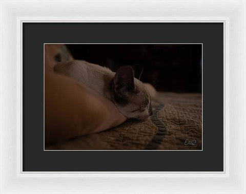 Cat Nap Closeup - Framed Print